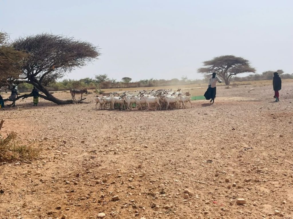 Herders and a flock of goats under acacia trees on dry, stony ground in Somaliland