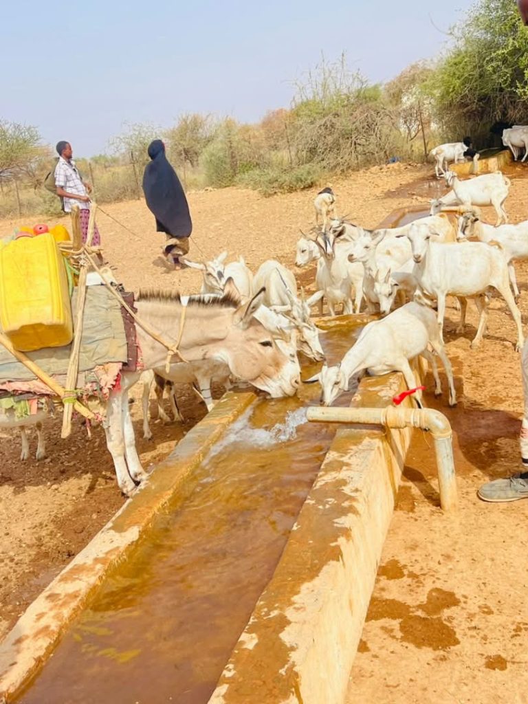 A donkey carrying jerrycans and goats drinking from a water trough